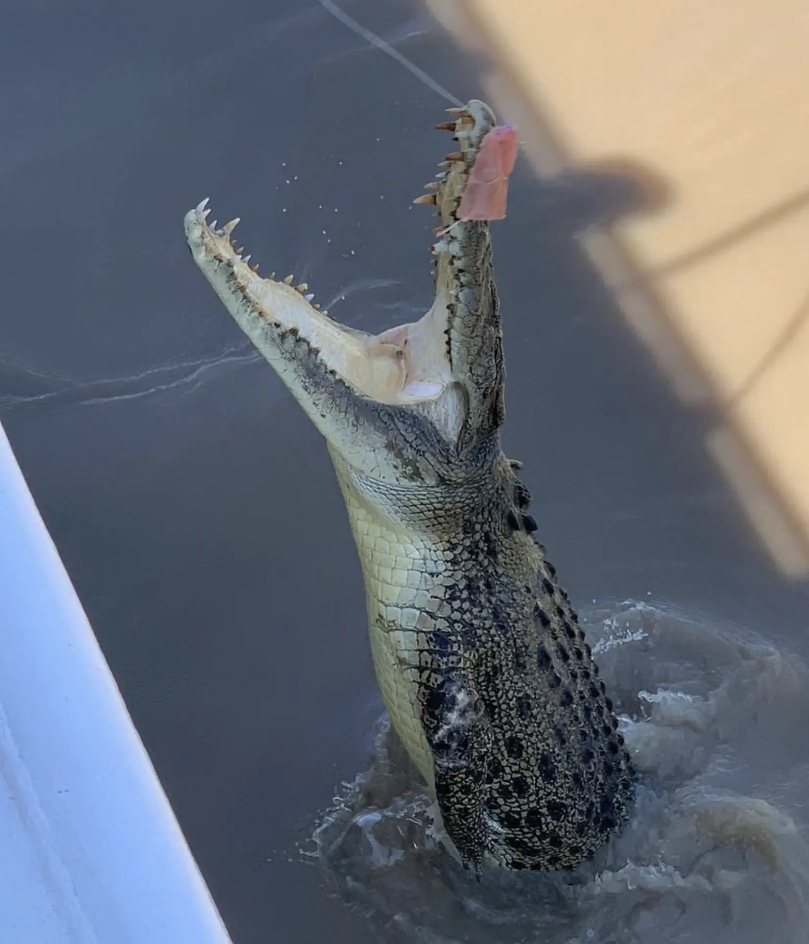 Darwin Jumping Crocodiles