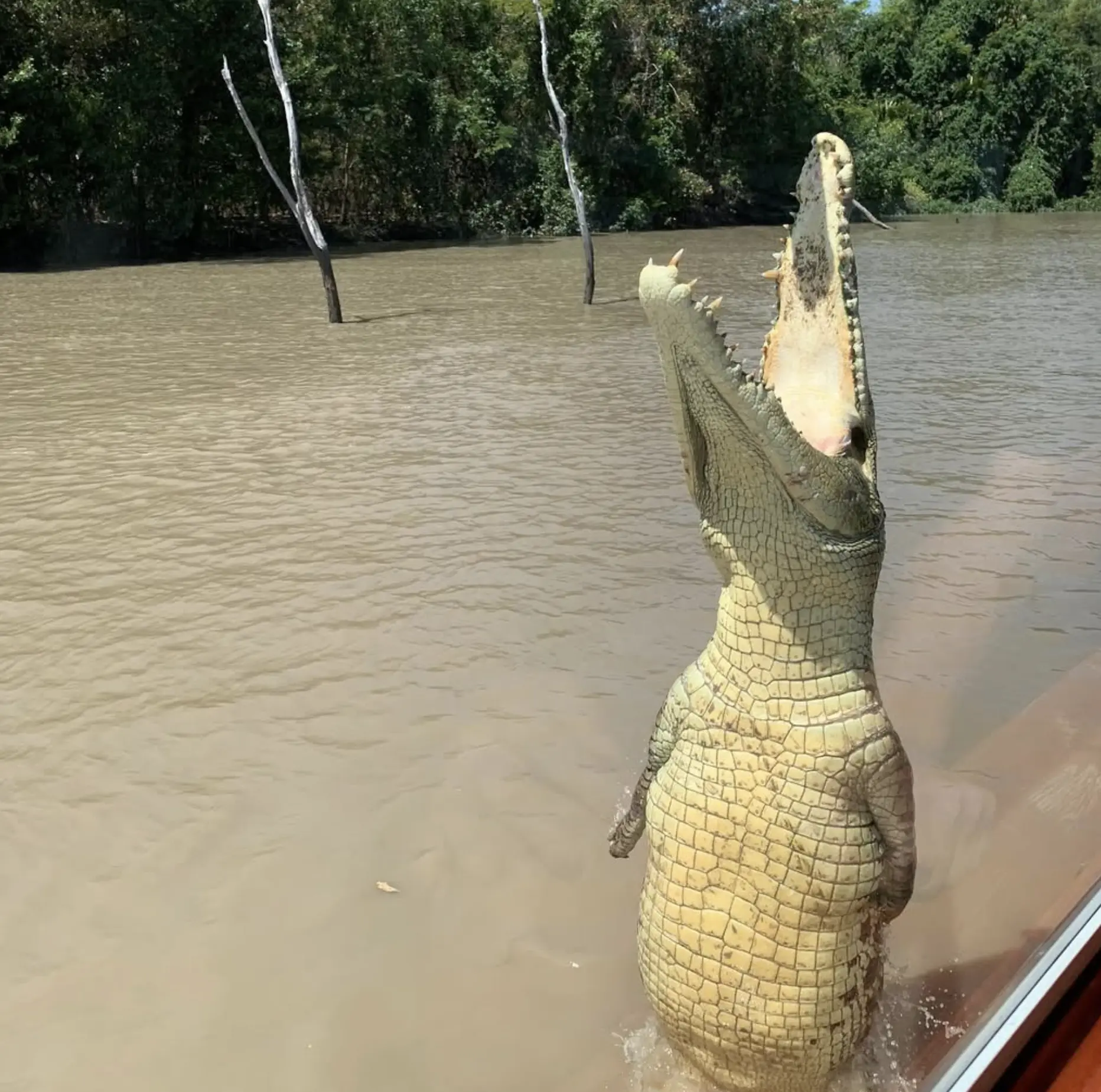 Jumping Crocodile Tours