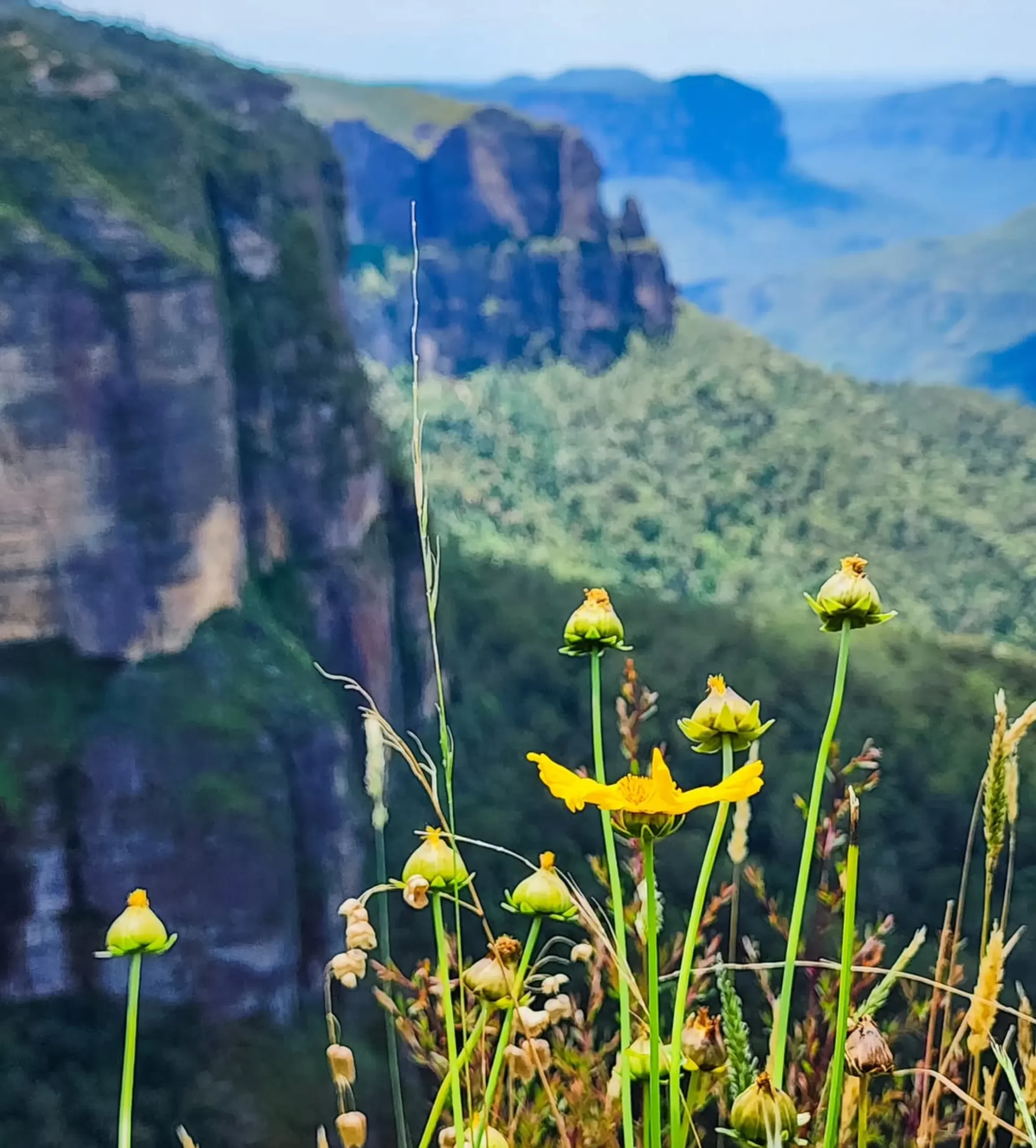 hidden viewpoints, Blue Mountains