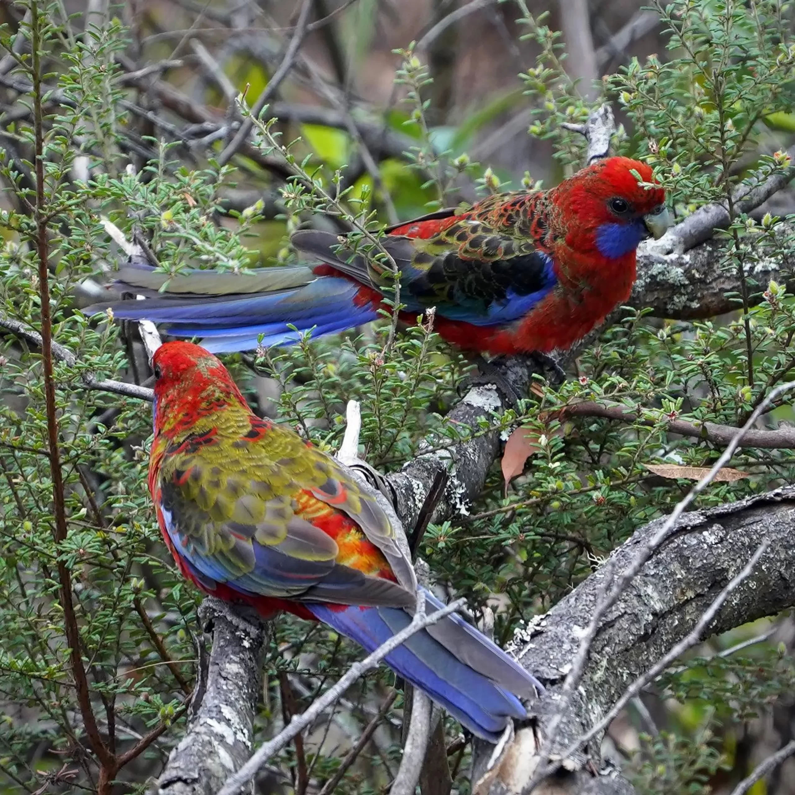 nature lovers, Blue Mountains